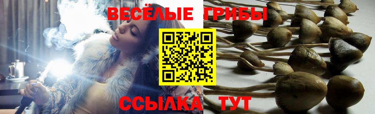 Нальчик  Псилоцибиновые грибы Psilocybe  Вход с VPN 